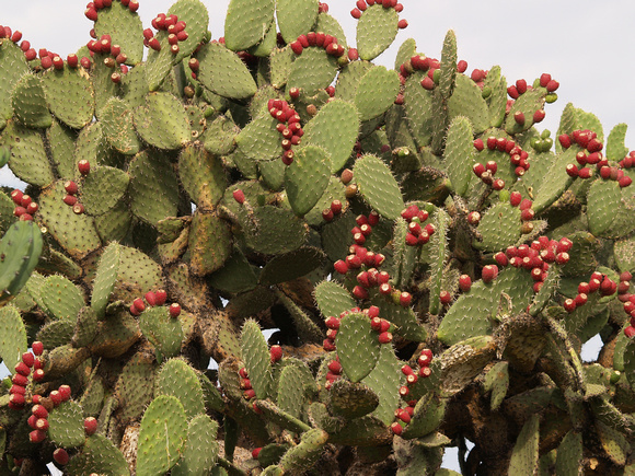 Pricckly Pear Cactus with Fruit Mexico