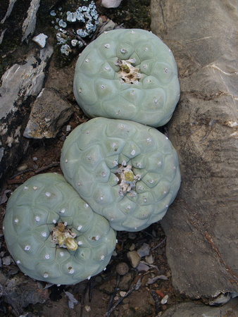 Peyote Cactus, Queretaro, Mexico