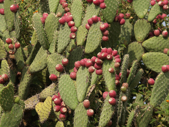Prickly Pear Cactus 2 with Fruit