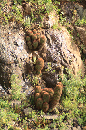 Red Barrel Cactus Nuevo Leon Mexico
