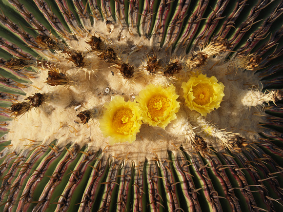 Barrel Cactus Flower