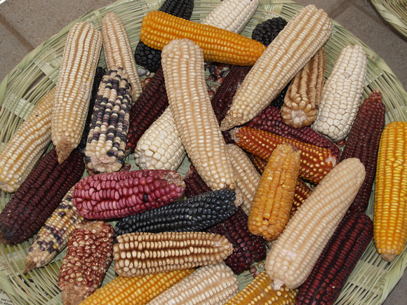 Mixed maize cobs Veracruz Mexico