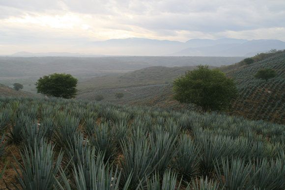 Blue Agave, Agave Tequilana, Jalisco, Mexico