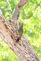 Hispaniolan Woodpecker Port au Prince Haiti
