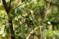 Tody Bird Port au Prince Haiti