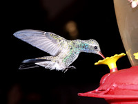 Broadbilled Hummingbird at Feeder Queretaro Mexico