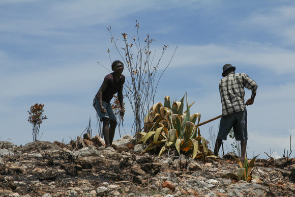 Haitian farmers hoeing fields