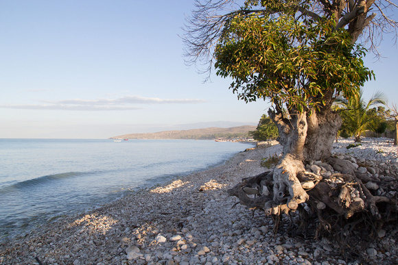 Tree along eroded seashore in Haiti