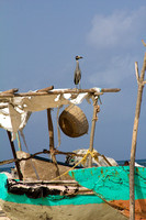 Heron on Boat Haiti
