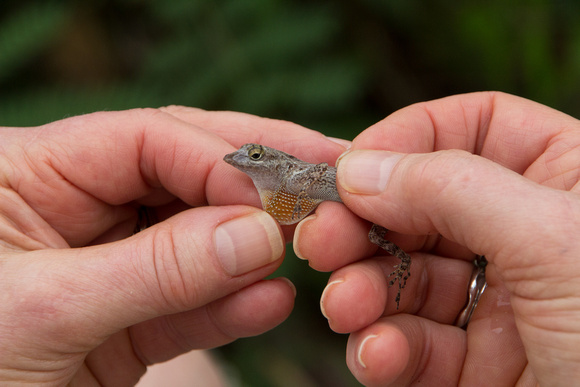 A lizard in her hands Dominican Republic