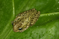 Hispaniolan Treefrog Haiti