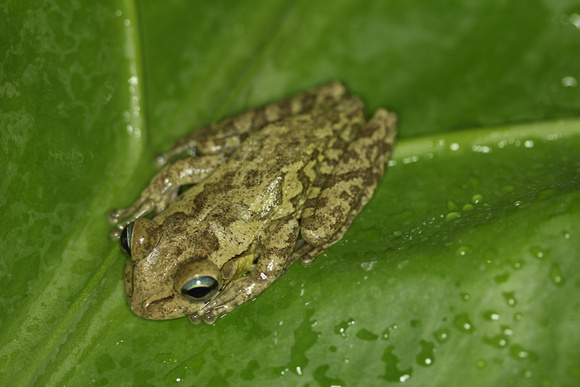Hispaniolan Treefrog Haiti