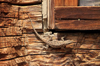 Urosauarus on a cabin New Mexico