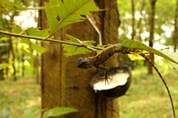 Strange lizard in rubber plantation Phuket