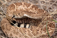 Diamondback Rattlesnake In Arizona