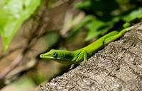 Dominican Republic Biodiversity