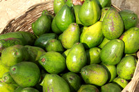 Basket of local Avocados Haiti