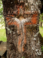 Cross in oak tree Mexico